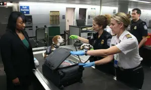 Na lotnisku, podczas kontroli bagażu, pies służbowy pomaga funkcjonariuszom. Kobieta z psem i walizką, funkcjonariusze CBP, sytuacja sugeruje odmowa wjazdu do USA na lotnisku.